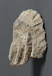 Fragment de tête de roi : cheveux (Galerie des rois de la façade occidentale, Notre-Dame de Paris)