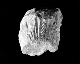 Fragment de corbeille de chapiteau