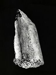 Fragment de draperie (Portail central, Notre-Dame de Paris)