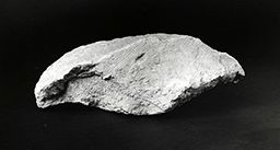 Fragment de cou (Galerie des rois de la façade occidentale, Notre-Dame de Paris)