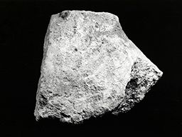 Fragment de dos (Galerie des rois de la façade occidentale, Notre-Dame de Paris)