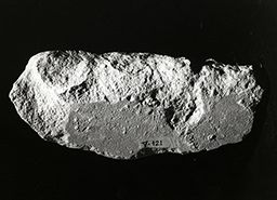 Fragment de drapé (Galerie des rois de la façade occidentale, Notre-Dame de Paris)