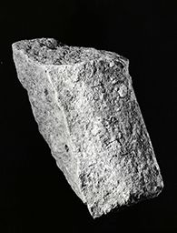 Fragment de drapé (Galerie des rois de la façade occidentale, Notre-Dame de Paris)