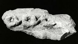 Fragment de frise (parties hautes de Notre-Dame de Paris)